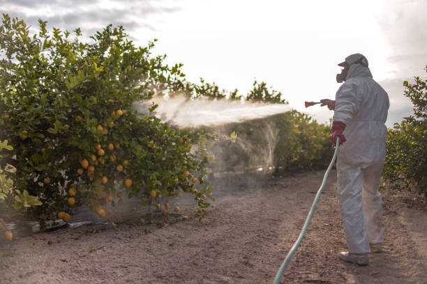 Best Rodent Control Near Me  in Compton, CA